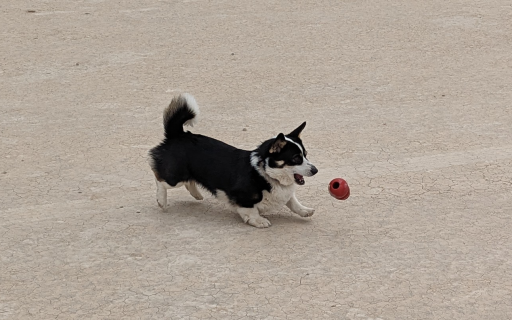 Holly chasing down a kong at Alvord Desert Playa. 